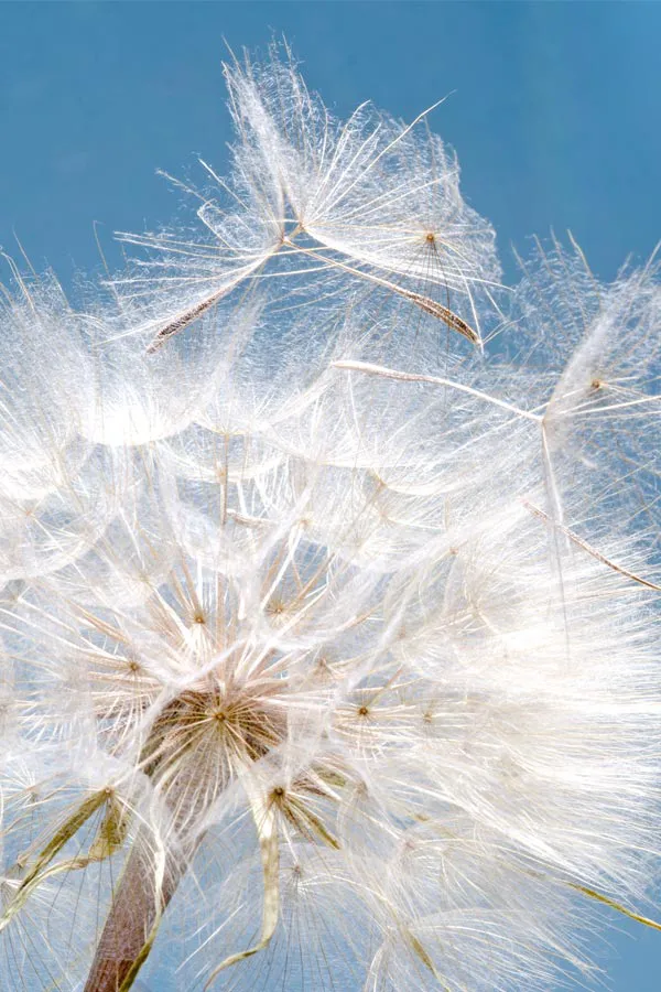 Close up of a dandelion shedding seeds, signifying the need for allergy treatment from Tasmin Cordie, D.C. of Sage Functional Medicine in Marlboro Township.