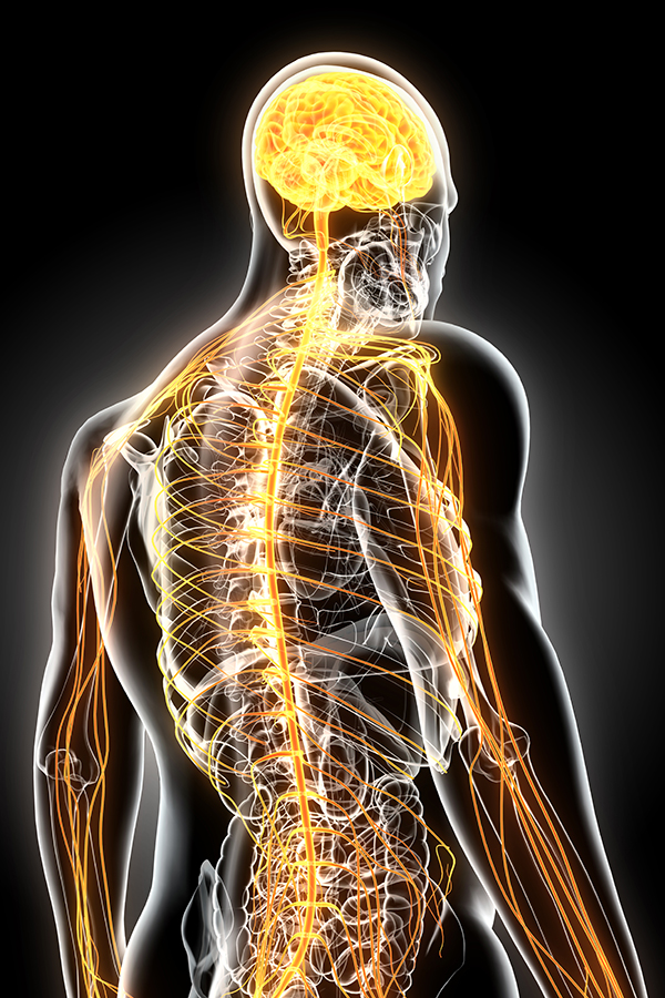 3D illustration male nervous system. 3D illustration of a human nervous system. Get treatment for nervous system regulation from Tasmin Cordie, D.C. of Sage Functional Medicine in Marlboro Township.
